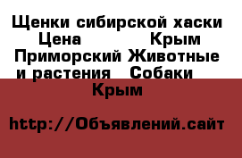 Щенки сибирской хаски › Цена ­ 5 000 - Крым, Приморский Животные и растения » Собаки   . Крым